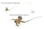 Cladocere Actualite