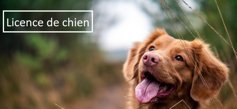 chien gestipattes titre petite