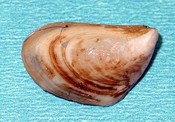 moule Quagga