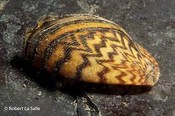 moule zebree