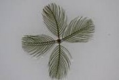 myriophylle à épi