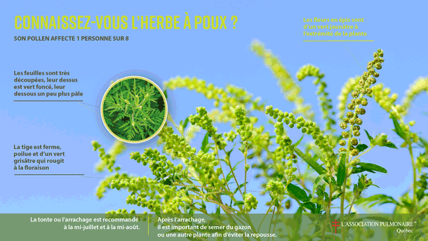 Visuel petit Herbe poux