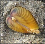 petite corbeille 1